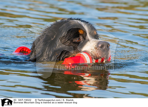 Bernese Mountain Dog is trained as a water rescue dog / SST-19022