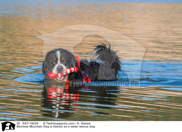 Bernese Mountain Dog is trained as a water rescue dog / SST-19026