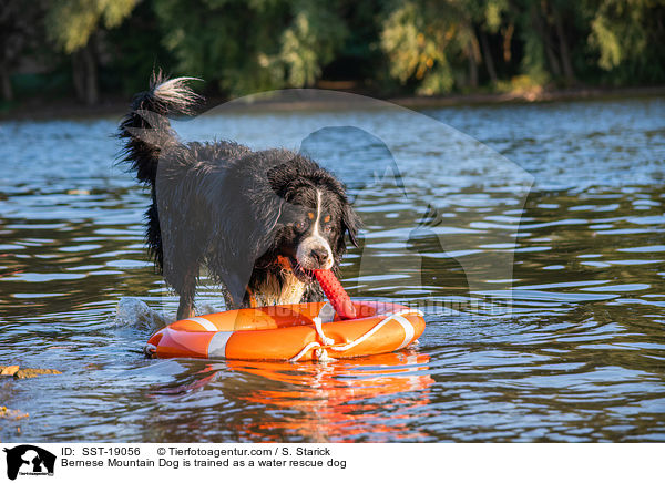 Bernese Mountain Dog is trained as a water rescue dog / SST-19056