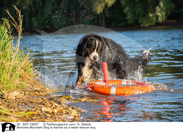 Bernese Mountain Dog is trained as a water rescue dog / SST-19057