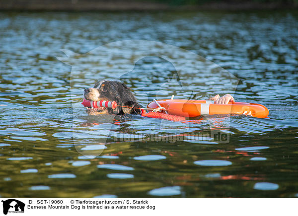 Bernese Mountain Dog is trained as a water rescue dog / SST-19060