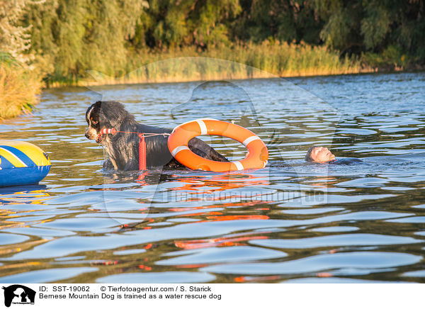 Bernese Mountain Dog is trained as a water rescue dog / SST-19062