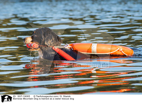Berner Sennenhund wird ausgebildet zum Wasserrettungshund / Bernese Mountain Dog is trained as a water rescue dog / SST-19065