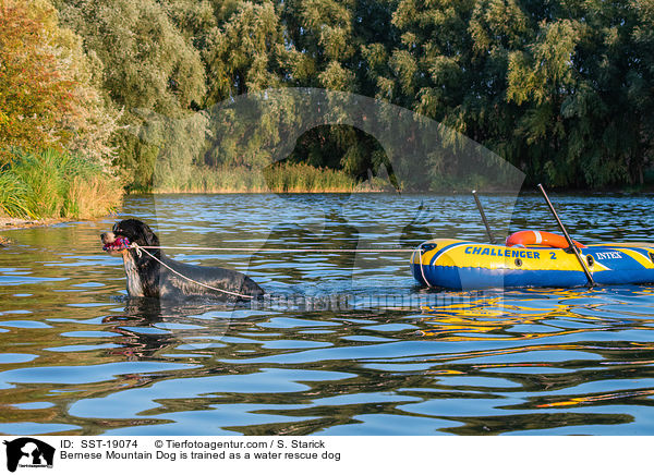 Berner Sennenhund wird ausgebildet zum Wasserrettungshund / Bernese Mountain Dog is trained as a water rescue dog / SST-19074
