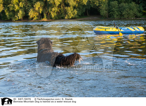 Bernese Mountain Dog is trained as a water rescue dog / SST-19076