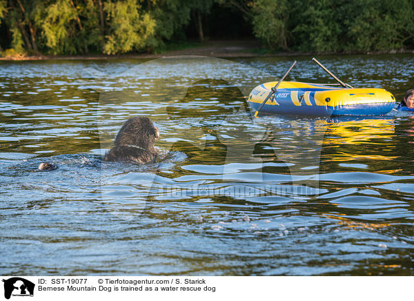 Berner Sennenhund wird ausgebildet zum Wasserrettungshund / Bernese Mountain Dog is trained as a water rescue dog / SST-19077