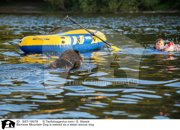 Berner Sennenhund wird ausgebildet zum Wasserrettungshund / Bernese Mountain Dog is trained as a water rescue dog / SST-19078