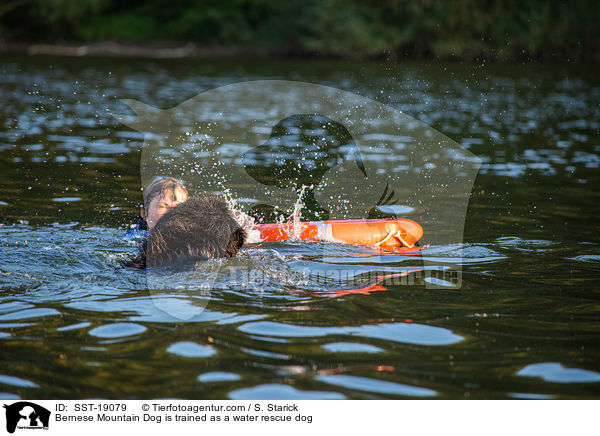Berner Sennenhund wird ausgebildet zum Wasserrettungshund / Bernese Mountain Dog is trained as a water rescue dog / SST-19079