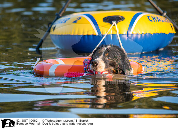 Bernese Mountain Dog is trained as a water rescue dog / SST-19082