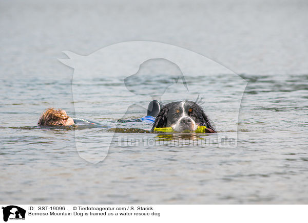 Berner Sennenhund wird ausgebildet zum Wasserrettungshund / Bernese Mountain Dog is trained as a water rescue dog / SST-19096