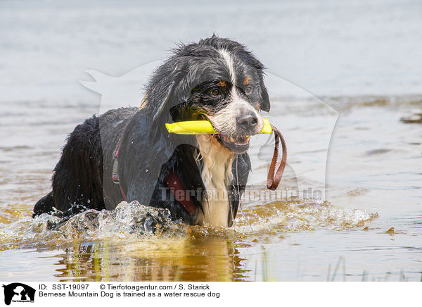 Bernese Mountain Dog is trained as a water rescue dog / SST-19097