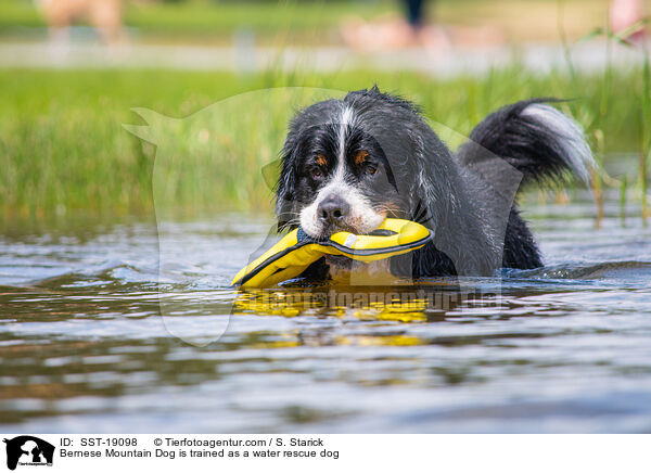 Bernese Mountain Dog is trained as a water rescue dog / SST-19098