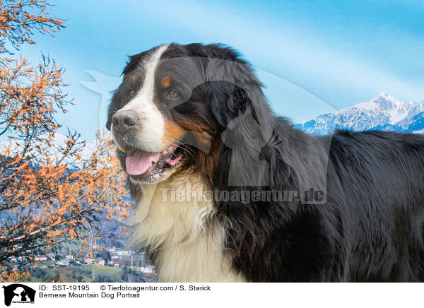 Berner Sennenhund Portrait / Bernese Mountain Dog Portrait / SST-19195