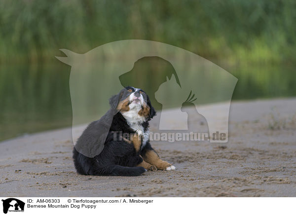 Berner Sennenhund Welpe / Bernese Mountain Dog Puppy / AM-06303