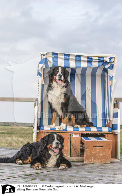 sitzender Berner Sennenhund / sitting Bernese Mountain Dog / AM-06323