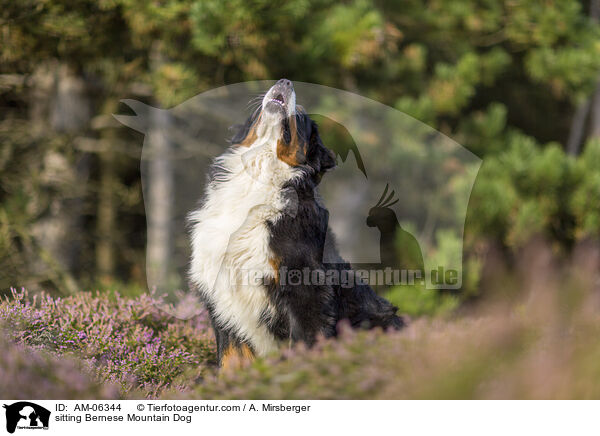 sitzender Berner Sennenhund / sitting Bernese Mountain Dog / AM-06344