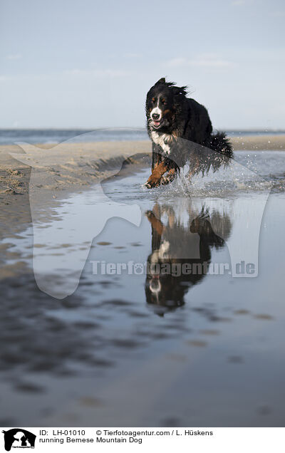 rennender Berner Sennenhund / running Bernese Mountain Dog / LH-01010