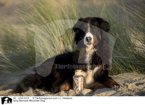 liegender Berner Sennenhund / lying Bernese Mountain Dog / LH-01014