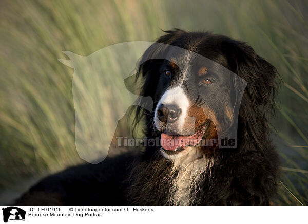 Berner Sennenhund Portrait / Bernese Mountain Dog Portrait / LH-01016