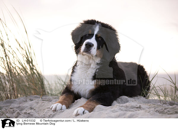liegender Berner Sennenhund / lying Bernese Mountain Dog / LH-01032