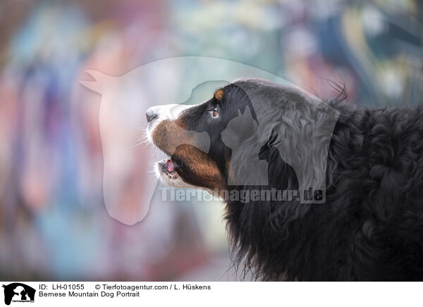 Berner Sennenhund Portrait / Bernese Mountain Dog Portrait / LH-01055
