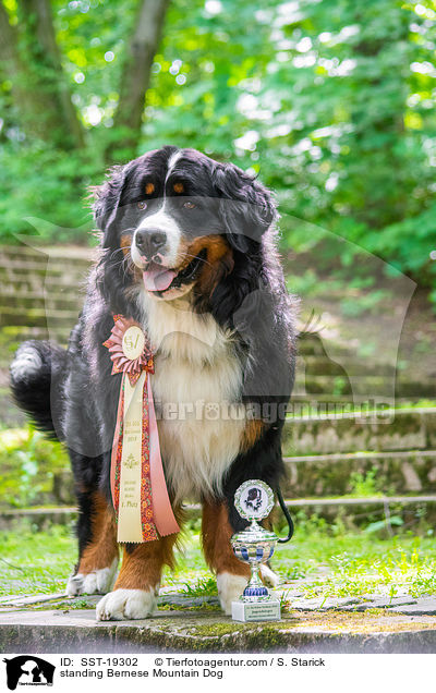 stehender Berner Sennenhund / standing Bernese Mountain Dog / SST-19302