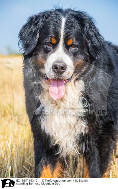 stehender Berner Sennenhund / standing Bernese Mountain Dog / SST-19319