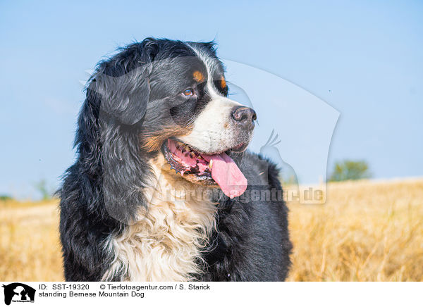 stehender Berner Sennenhund / standing Bernese Mountain Dog / SST-19320