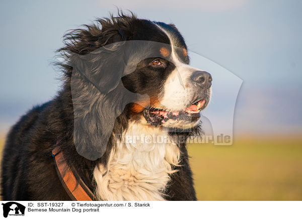 Berner Sennenhund Portrait / Bernese Mountain Dog portrait / SST-19327
