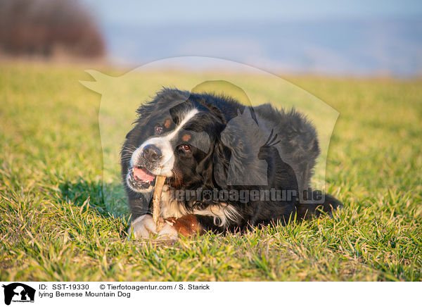 liegender Berner Sennenhund / lying Bernese Mountain Dog / SST-19330