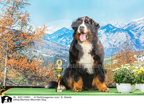 sitzender Berner Sennenhund / sitting Bernese Mountain Dog / SST-19561