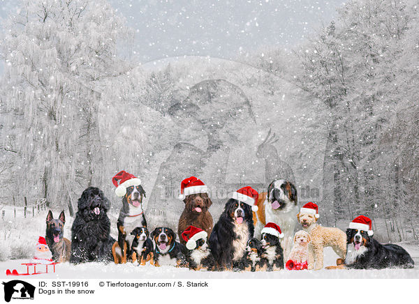 Hunde im Schnee / Dogs in the snow / SST-19916