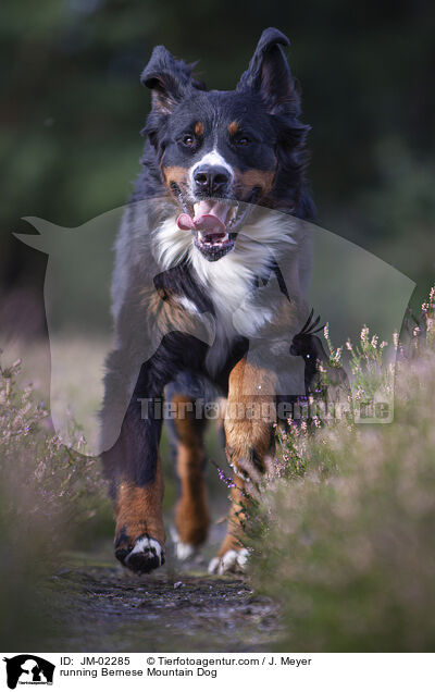 rennender Berner Sennenhund / running Bernese Mountain Dog / JM-02285