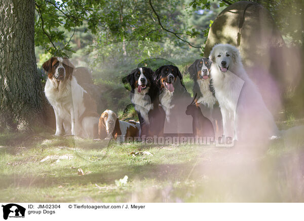 group Dogs / JM-02304