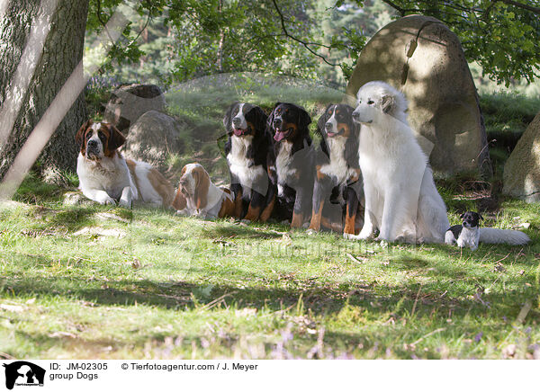 Rudel Hunde / group Dogs / JM-02305