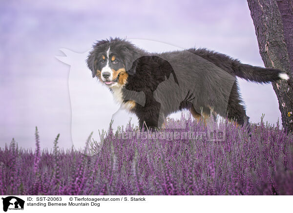standing Bernese Mountain Dog / SST-20063