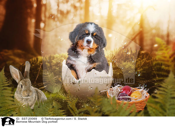 Berner Sennenhund Portrait / Bernese Mountain Dog portrait / SST-20069