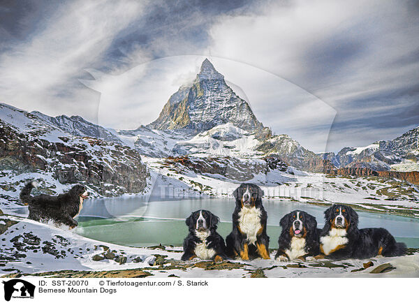 Berner Sennenhunde / Bernese Mountain Dogs / SST-20070