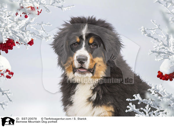 Berner Sennenhund Portrait / Bernese Mountain Dog portrait / SST-20078
