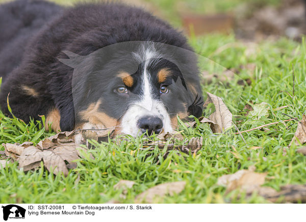 liegender Berner Sennenhund / lying Bernese Mountain Dog / SST-20081