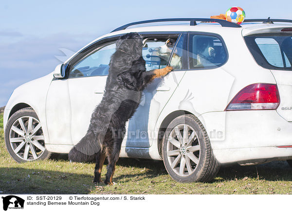 stehender Berner Sennenhund / standing Bernese Mountain Dog / SST-20129