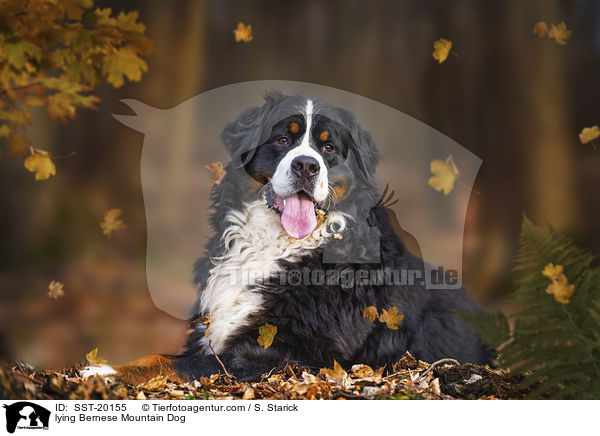 liegender Berner Sennenhund / lying Bernese Mountain Dog / SST-20155