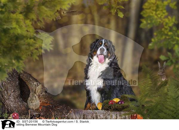 sitzender Berner Sennenhund / sitting Bernese Mountain Dog / SST-20156