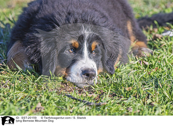 liegender Berner Sennenhund / lying Bernese Mountain Dog / SST-20159