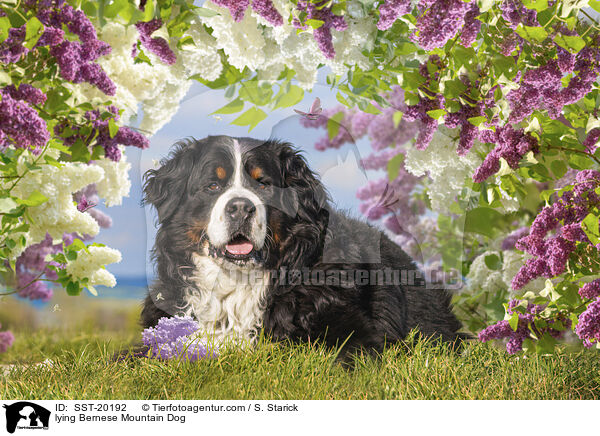 liegender Berner Sennenhund / lying Bernese Mountain Dog / SST-20192