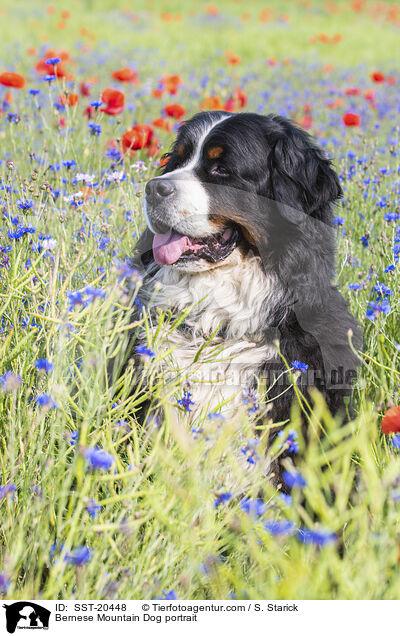 Berner Sennenhund Portrait / Bernese Mountain Dog portrait / SST-20448