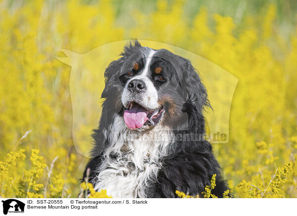 Berner Sennenhund Portrait / Bernese Mountain Dog portrait / SST-20555