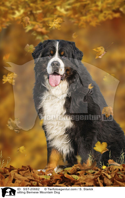 sitzender Berner Sennenhund / sitting Bernese Mountain Dog / SST-20682
