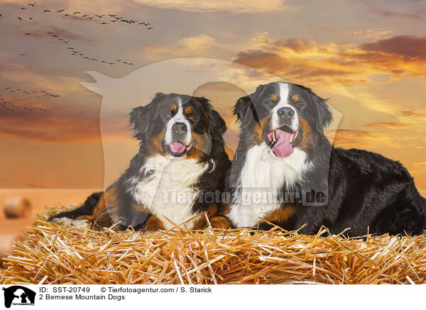 2 Berner Sennenhunde / 2 Bernese Mountain Dogs / SST-20749