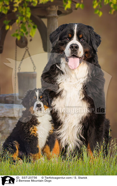2 Berner Sennenhunde / 2 Bernese Mountain Dogs / SST-20756